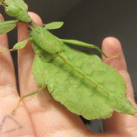 Phyllium phillipinicum