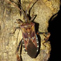 Leptoglossus occidentalis