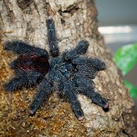 Avicularia avicularia M6 (metallica) Juvenile Suspect Male