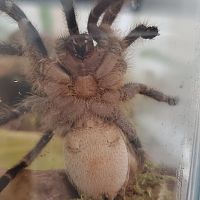 Aphonopelma seemanni ventral sexing