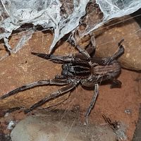 Qld Prowling Spider