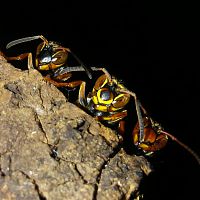 Polistes fuscatus