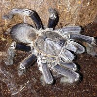 Chilobrachys Sp. with Phantom Sac