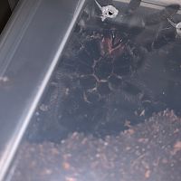 lasiodora parahybana