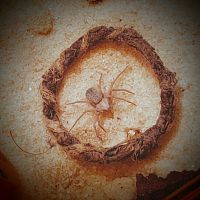 A spider in a silken orb
