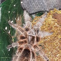 2" Mystery Tarantula