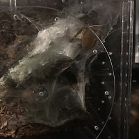 1" P. murinus [1/3]