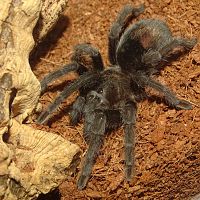 Grammostola pulchra