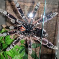 Caribena Versicolor sexing