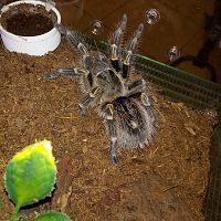 Grammostola pulchripes