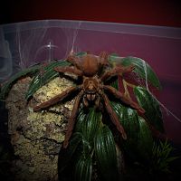 0.1 Psalmopoeus ecclesiasticus