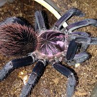 0.1 Xenesthis immanis Feeding