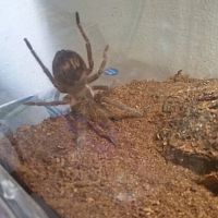 Lasiodora parahybana