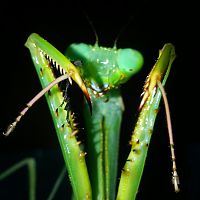 Camelomantis sp. Malaysia