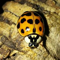 Harmonia axyridis