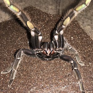 “I said NO SOLICITING!” (6.25"-6.75” Suspect Female Chilobrachys andersoni “Dark Morph”)