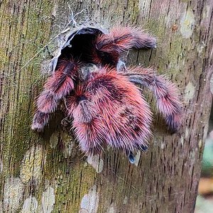 Wild Caribena versicolor booty