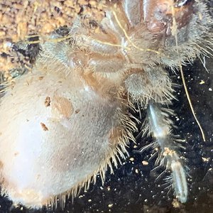 G. pulchripes 2.75 in. Part 1