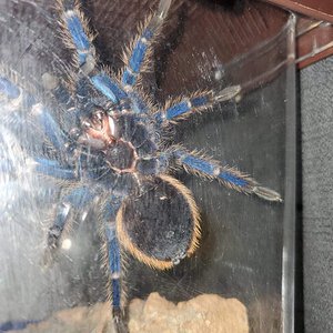 GBB ventral unsure of sex