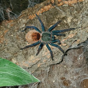 My absolutely stunning GBB juvenile