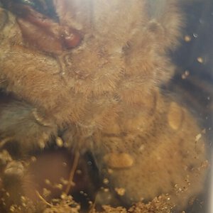 aphonopelma seemanni