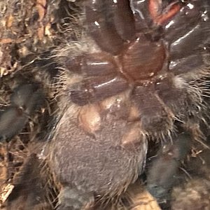 Poecilotheria Regalis male or female