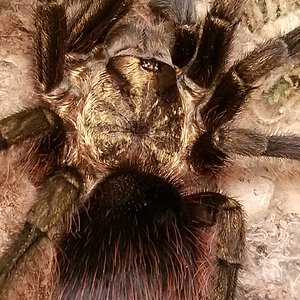 Truly a bronze tarantula