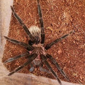 Fresh molt last week