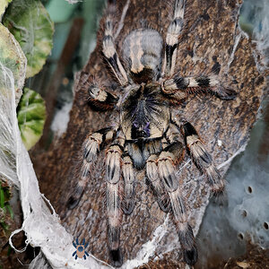 Poecilotheria formosa (Salem Ornamental)