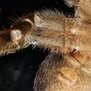 Aphonopelma seemanni