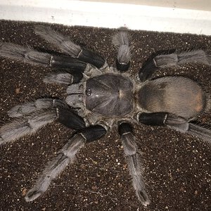 6.25"-6.75” Suspect Female Chilobrachys andersoni "Dark Morph" (Burmese Mustard Tarantula)