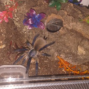 M. balfouri male? Pt (3/3)