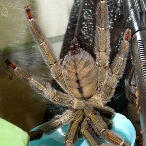 Slurp (♀ Psalmopoeus cambridgei 6")