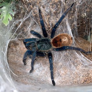 AF Chromatopelma cyaneopubescens