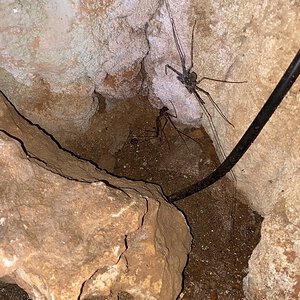 Whip spider I found in Dominican Republic cave