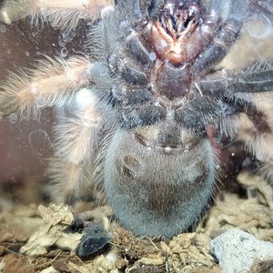 Brachypelma boehmei [ventral sexing]