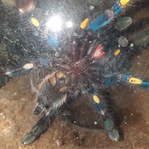 Poecilotheria Metallica