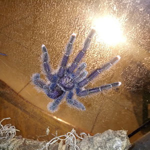 Freshly molted MM Avicularia ________?