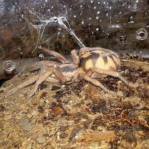 Hapalopus sp colombia groß (Large).jpg