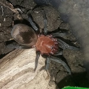 B. cabocla juvie