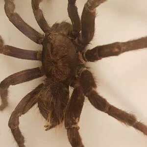 Australian Museum Specimen Labeled "Avicularia purpurea" [3/4]