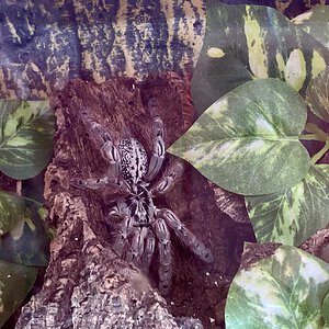 Heteroscrodra maculata