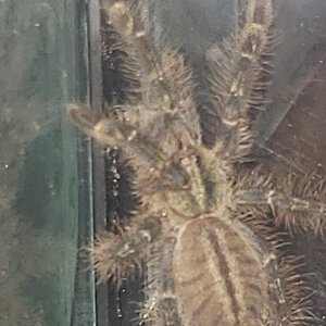 Sold as Heteroscodra maculata [1/2]