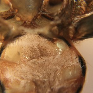 Avicularia minatrix 2.5” dls