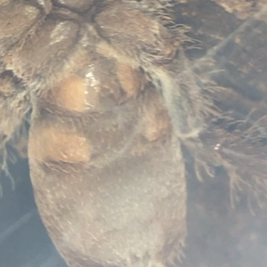 Pelinobius muticus [ventral sexing]