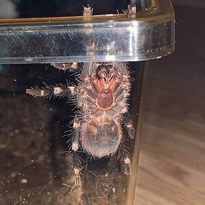 Acanthoscurria geniculata [ventral sexing]