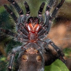 3" Grammostola pulchra [ventral sexing] [1/2]