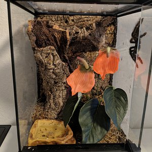 Avicularia Avicularia Enclosure