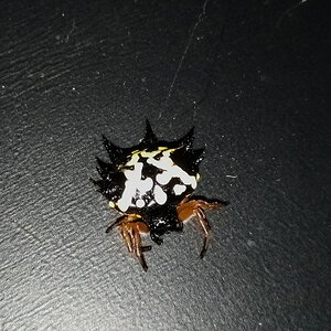 Austracantha minax