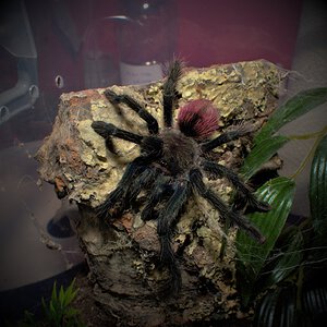 0.1 Thrixopelma ockerti